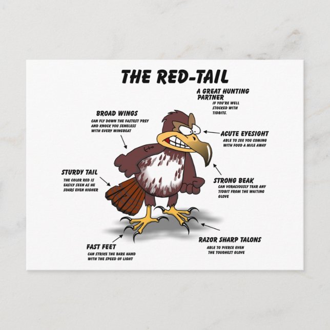 Red-tail Hawk Cartoon Postcard (Front)