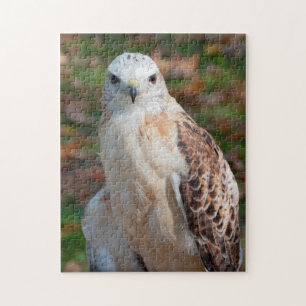 Red Tail Hawk Closeup Jigsaw Puzzle