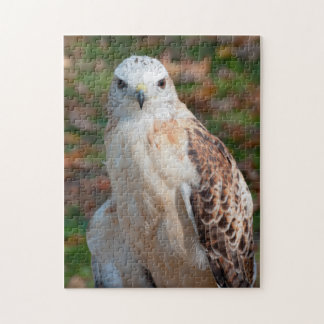 Red Tail Hawk Closeup Jigsaw Puzzle