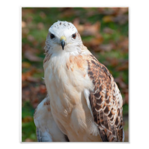 Red Tail Hawk Closeup Photo Print