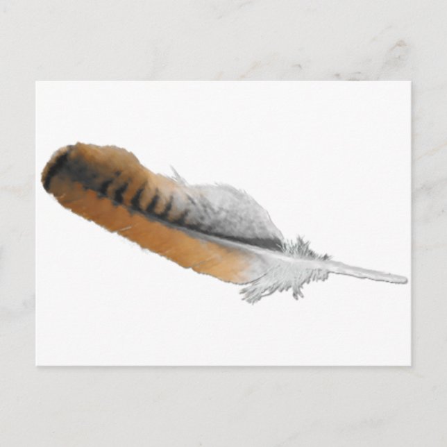 Red-tail Hawk feather Postcard (Front)