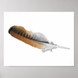 Red-tail Hawk feather Poster