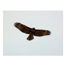 Red Tail Hawk in Flight