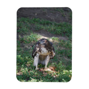 Red Tail Hawk Magnet