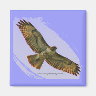 Red Tail Hawk magnet