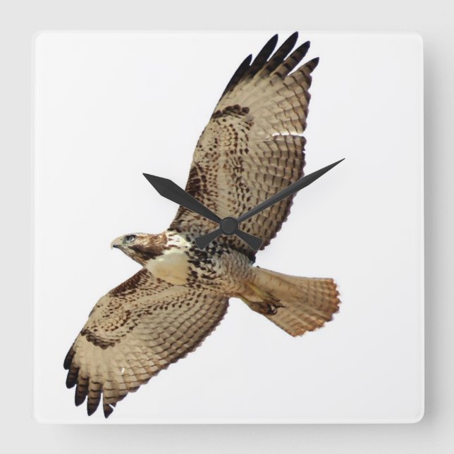 Red Tail Hawk Oiseau Faune Animal Mur Horloge (Recto)