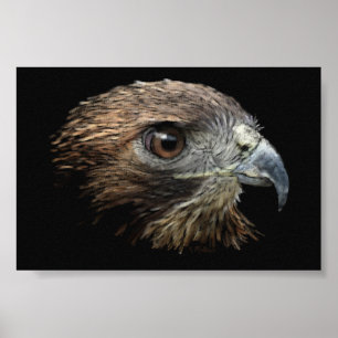 Red-tail Hawk pastel Poster