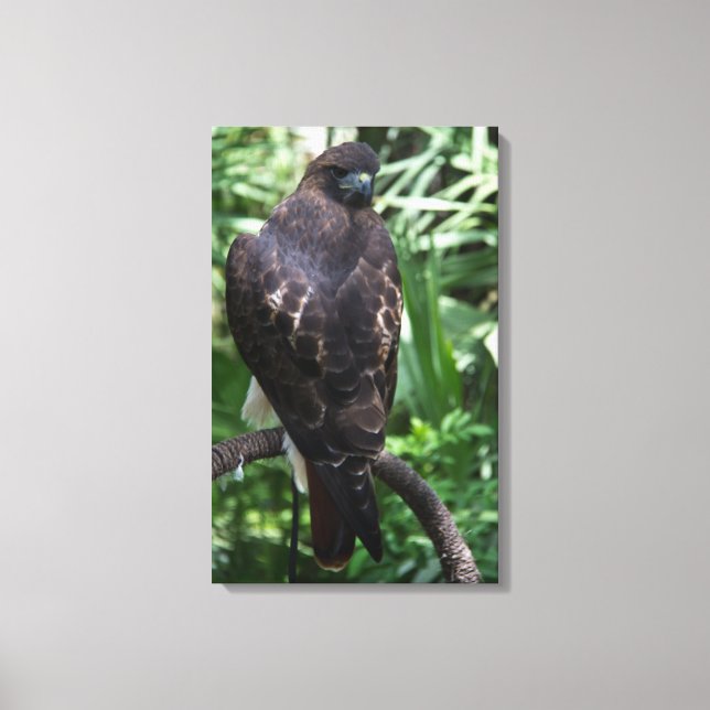 Red Tail Hawk Photograph Wrapped Canvas (Front)