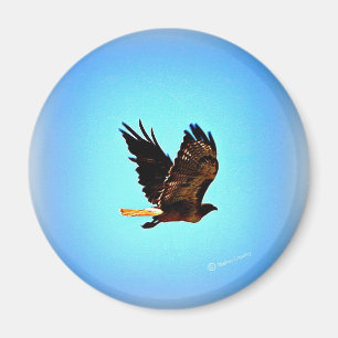 Red Tail Hawk Picture Magnet
