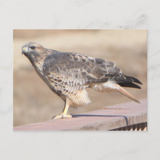Red Tail Hawk Postcard