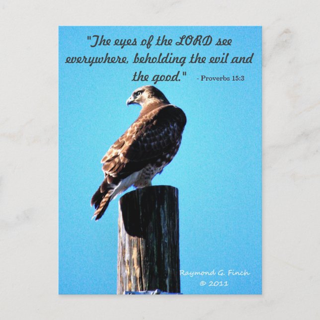 Red Tail Hawk -  Postcard - Proverbs 15:3 (Front)