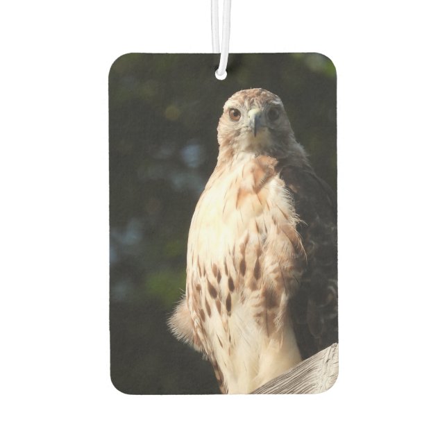 Red Tail Hawk Stare Down Air Freshener (Back)
