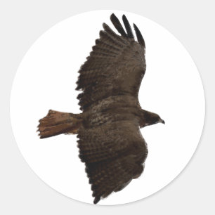 Red-tail sketch classic round sticker