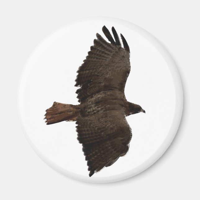 Red-tail sketch magnet (Front)