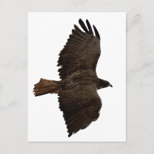 Red-tail sketch postcard