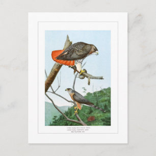 Red-tailed and Cooper's Hawks Postcard