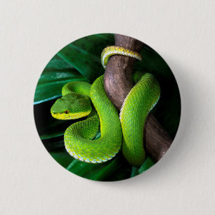 Red-tailed bamboo pitviper 2 inch round button