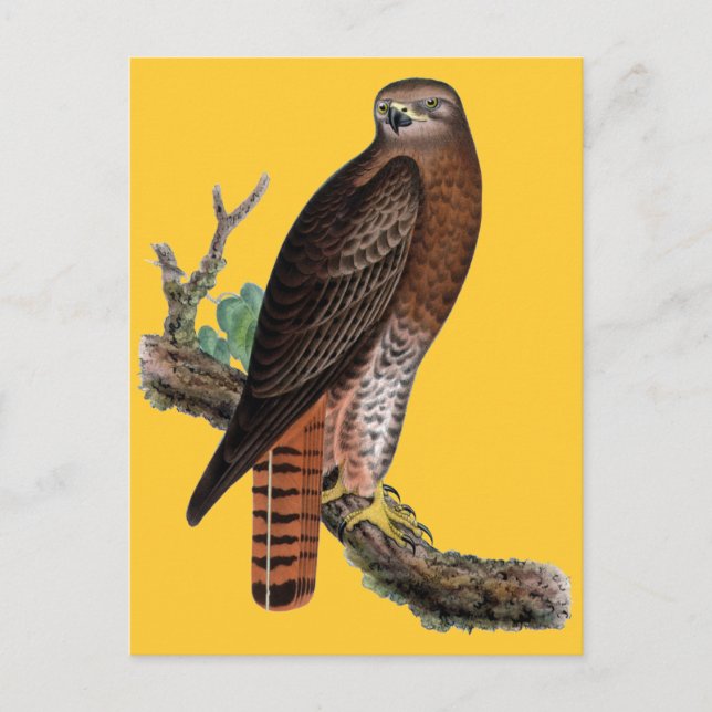 Red-tailed Black Hawk Postcard (Front)