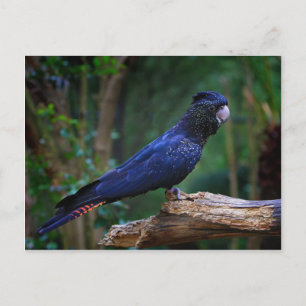 Red-tailed cockatoo bird postcard