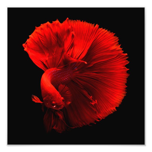 Red Tailed Fish Cntr Photo Print (Front)
