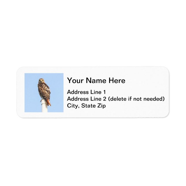 Red-tailed Hawk (Front)