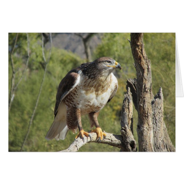 Red Tailed Hawk (Front Horizontal)