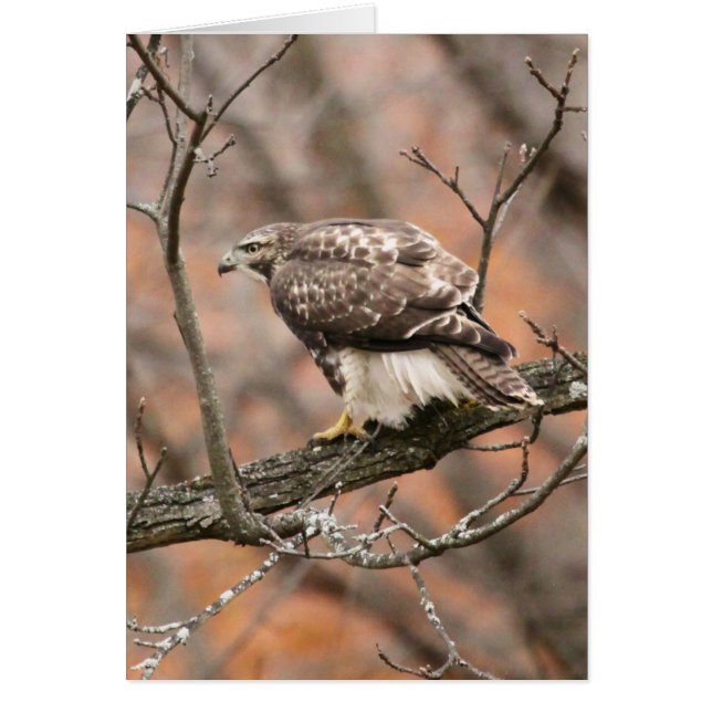 Red-tailed Hawk (Front)