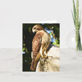 Red-tailed Hawk #1 - Blank Note Card