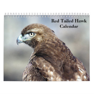 Red Tailed Hawk 2025 Calendar