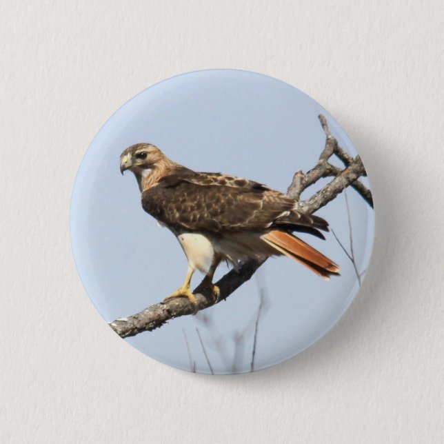 Red-tailed Hawk 2 Inch Round Button (Front)