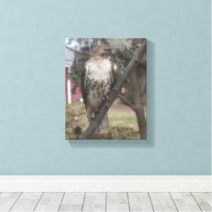 Red-tailed Hawk 8" x 10" Canvas Print