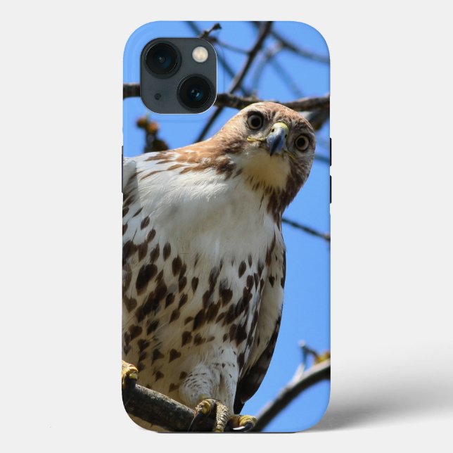 Red-tailed hawk, Apple iPhone 13 case (Back)