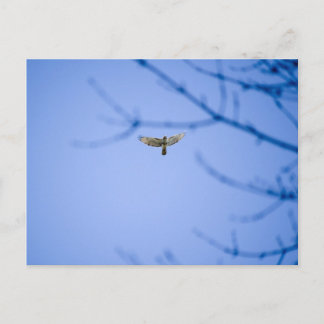 Red Tailed Hawk at Conowingo Dam Postcard