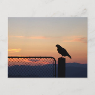 Red Tailed Hawk at Sunset, Humboldt County, CA Postcard