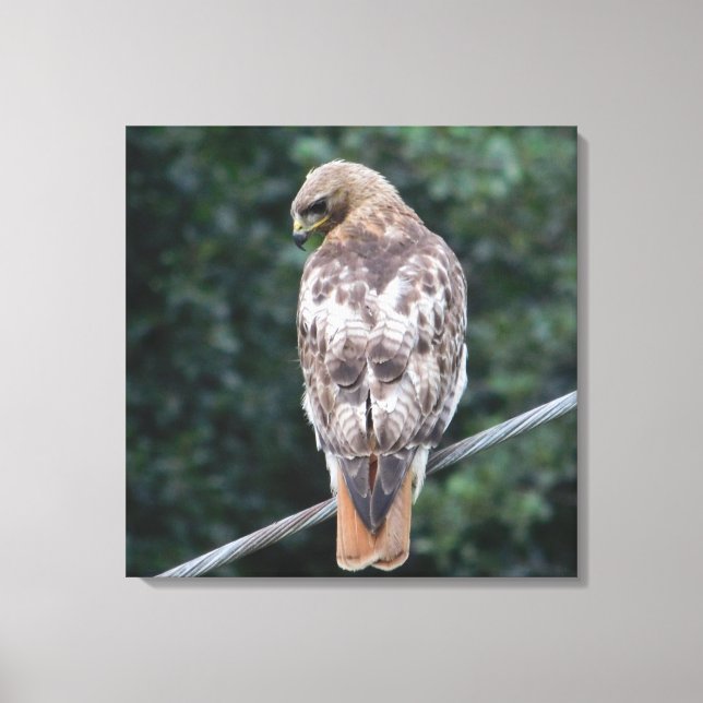 Red Tailed Hawk (Back) Canvas Print (Front)