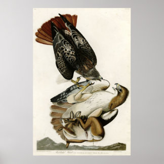 Red Tailed Hawk Birds of America by James Audubon Poster