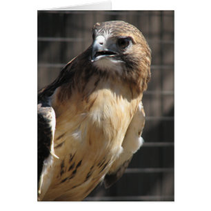 Red-tailed Hawk/Buzzard