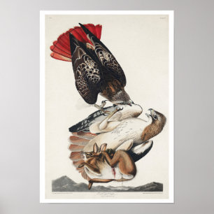 Red-tailed Hawk by Audubon Poster