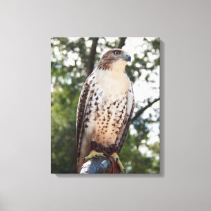 Red-Tailed Hawk Canvas Print
