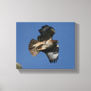 Red-tailed Hawk Canvas Print