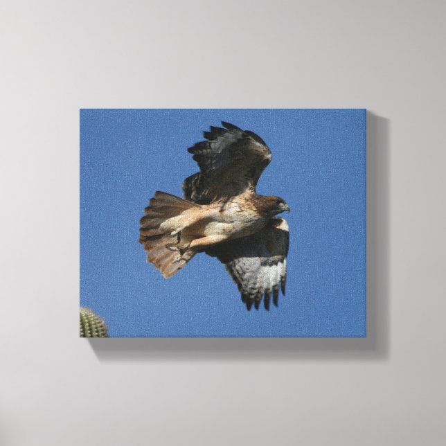 Red-tailed Hawk Canvas Print (Front)