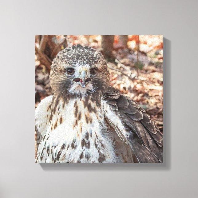 Red Tailed Hawk Canvas Print (Front)