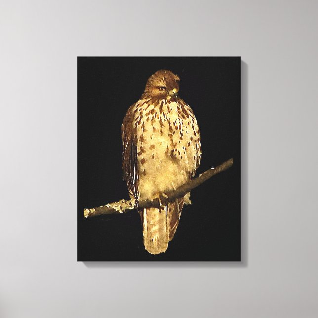 Red Tailed Hawk Canvas Print (Front)