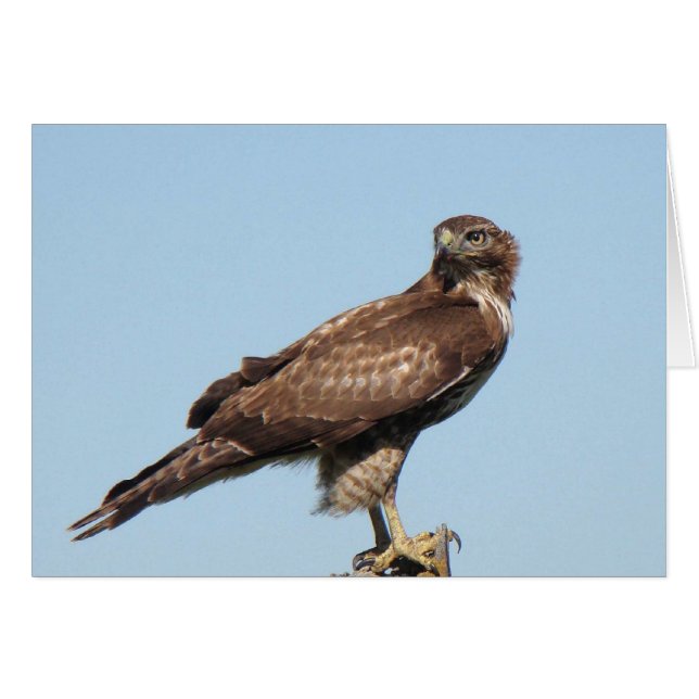 Red-tailed Hawk Card (Front Horizontal)