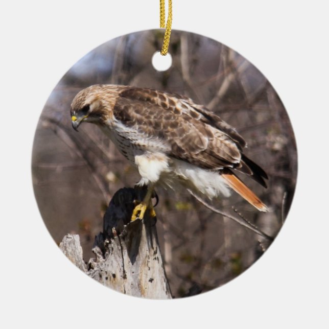 Red-tailed Hawk Ceramic Ornament (Front)