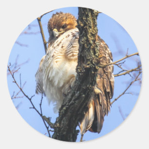 Red-tailed Hawk Classic Round Sticker