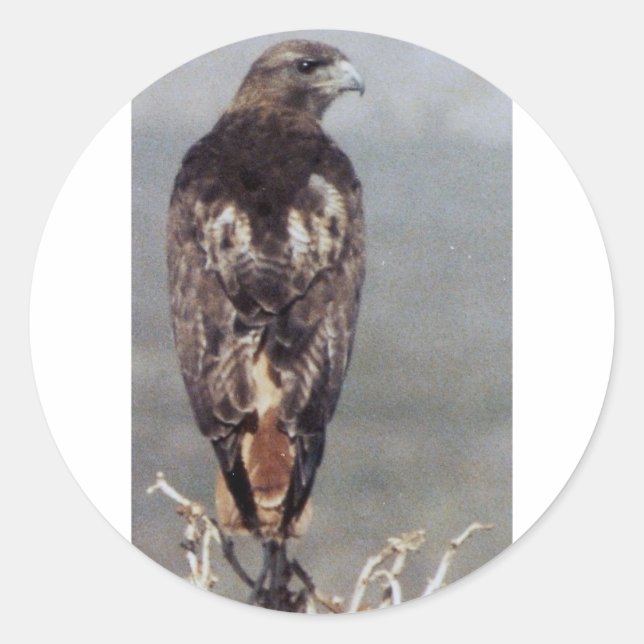 RED TAILED HAWK CLASSIC ROUND STICKER (Front)