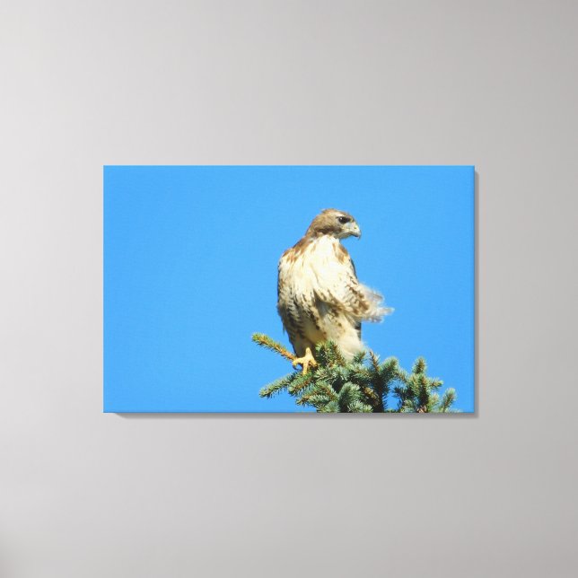 Red Tailed Hawk Free in the Wind Canvas Print (Front)