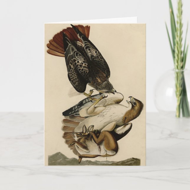 Red-tailed Hawk from Audubon's Birds of America Card (Front)