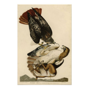 Red-tailed Hawk from Audubon's Birds of America Photo Print